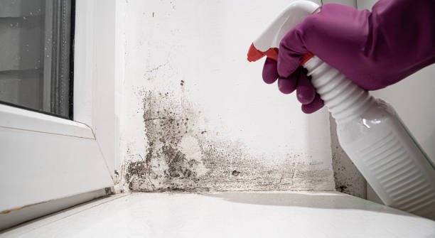 Best Professional water damage repair  in Grand Haven, MI